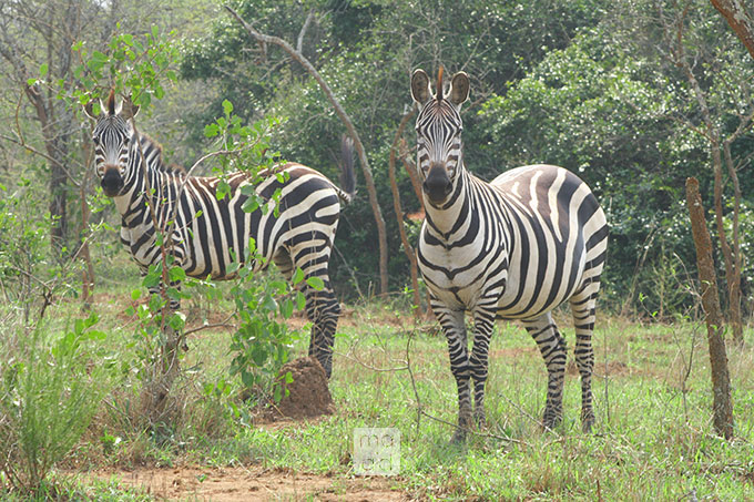 Zebras in Uganda 