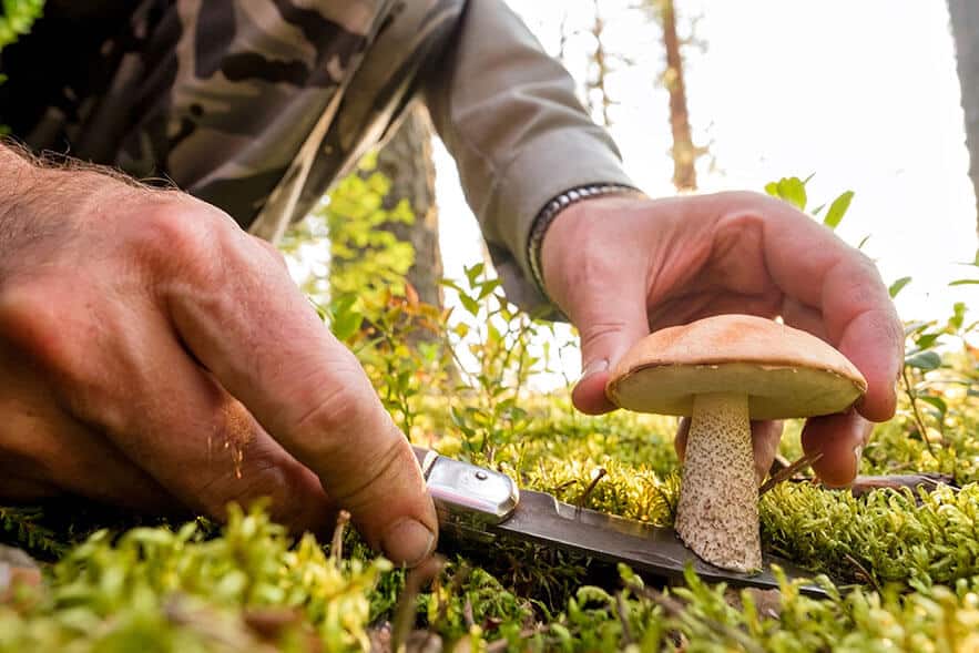 Edible And Poisonous Which Mushrooms Are Too Often Being