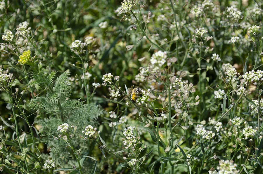 Bee's path through flowers, Ljubica Nikolin 