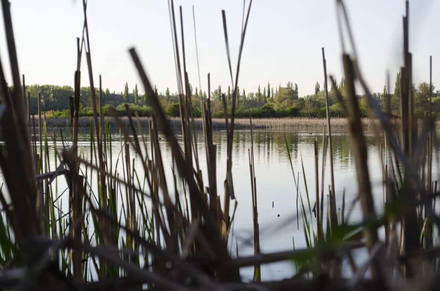 Reeds and a lake, Ljubica Nikolin 