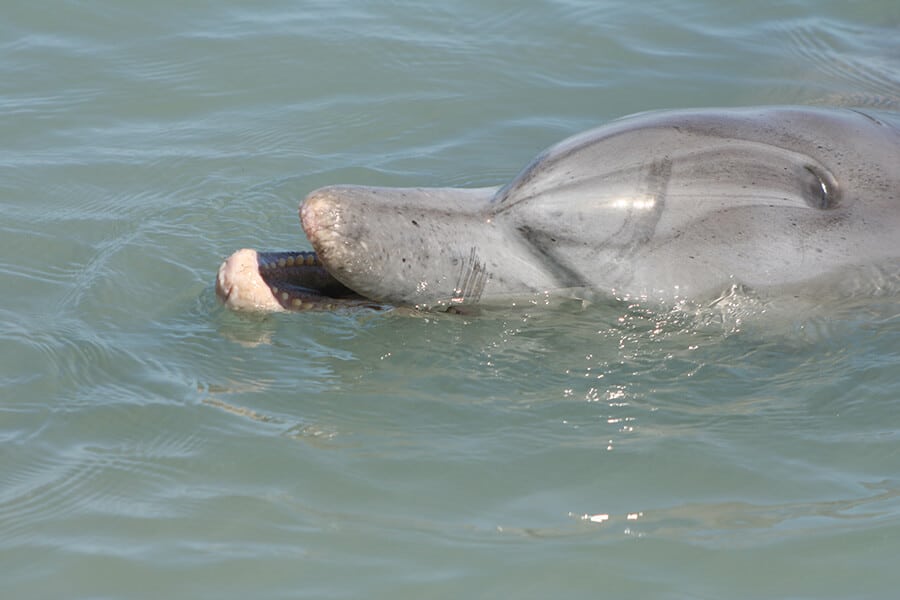 Dolphin at the Shark Bay