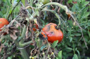 The fungus affecting a tomato plant
