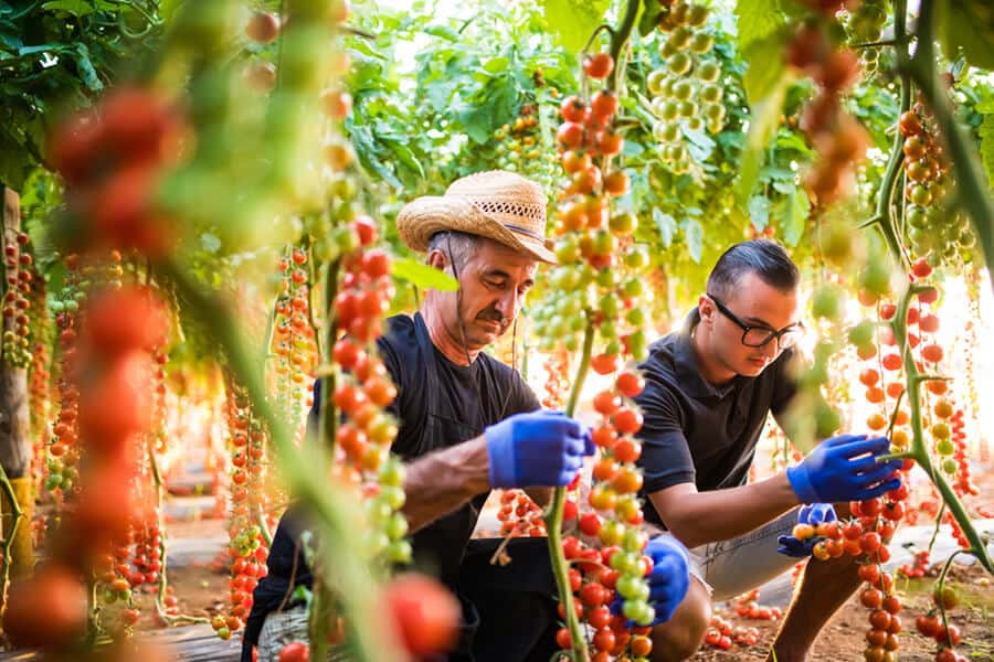 Two farmers cheking cherry tomato in greenhouse