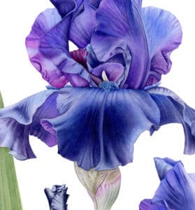 Iris detail