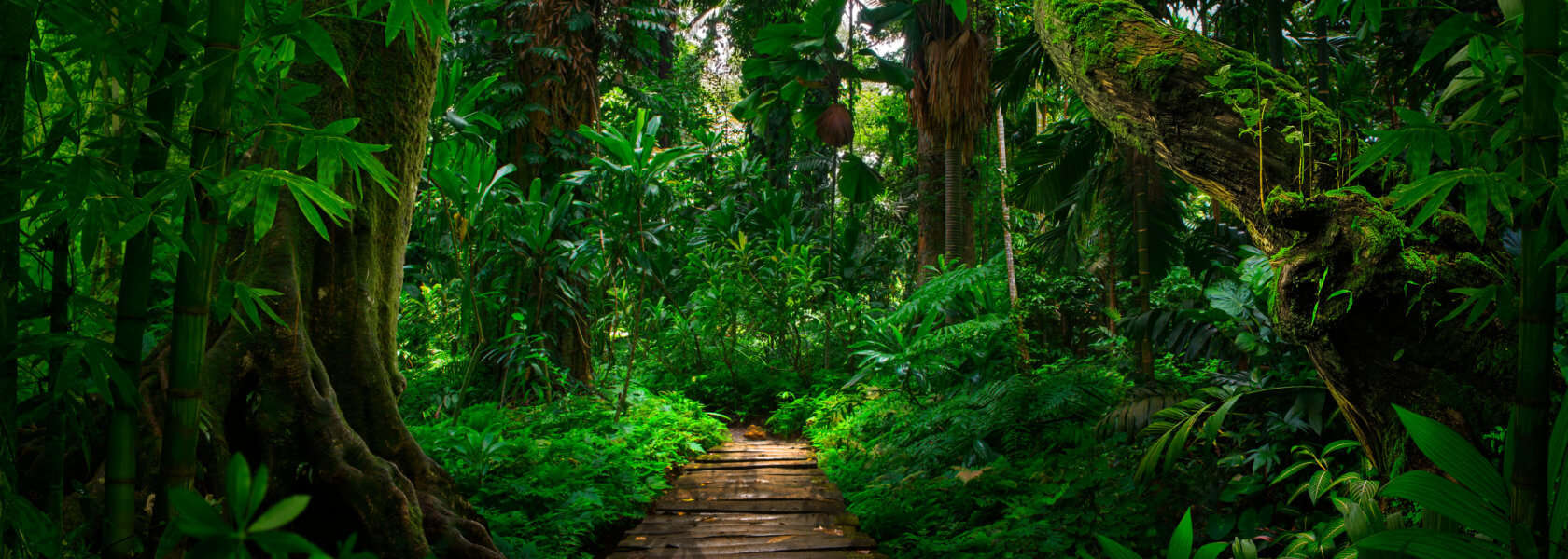 Paid Remote Rainforest Journalism Fund Internship